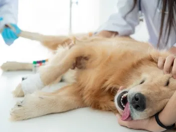 Why Did My Dog Die Under Anesthesia? 8 Possible Causes (Vet Answer)