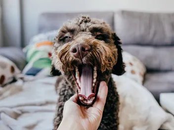 Why Do Dogs Yawn When You Pet Them? 4 Vet-Verified Reasons
