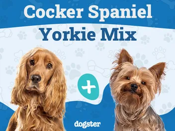 Corkie (Cocker Spaniel & Yorkie Mix): Info, Pictures, Care Guide & More