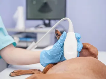 False Dog Pregnancy: Signs, Causes & Care (Vet Answer)