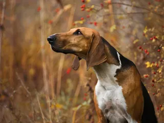 Poitevin Dog Breed Guide: Info, Pictures & Care