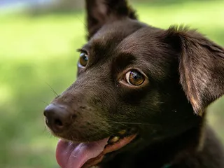 Do Mixed Breeds Live Longer Than Purebred Dogs? Vet-Verified Facts