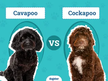 Cavapoo vs Cockapoo: The Differences (With Pictures)