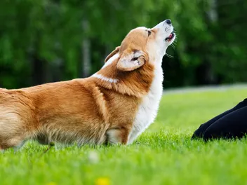 Is a Corgi More Aggressive Than the Average Dog Breed? The Surprising Answer!