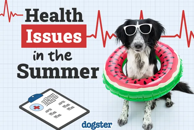 Health Problems for Dogs In the Summer: 12 Vet-Verified Issues & How to Help