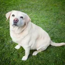 How to Spot Dog Obesity Before it Becomes a Bigger Problem
