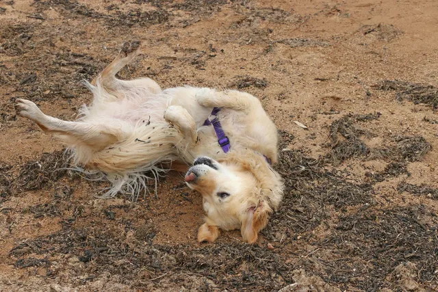 Why Do Dogs Roll in Dirt? 7 Vet-Verified Reasons