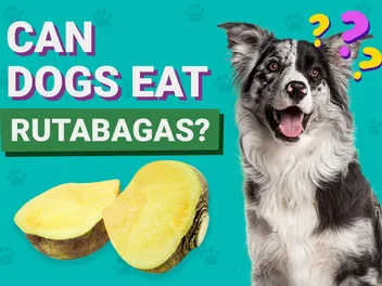 Can Dogs Eat Rutabagas? Vet-Reviewed Facts & FAQ