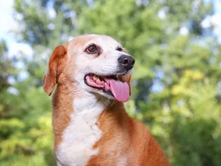 Bagle Hound (Beagle & Basset Hound Mix) Dog Breed: Info, Pictures & Care