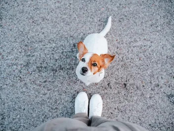 Why Do Dogs Sit on Your Feet? Canine Behavior Explained (Vet-Verified)
