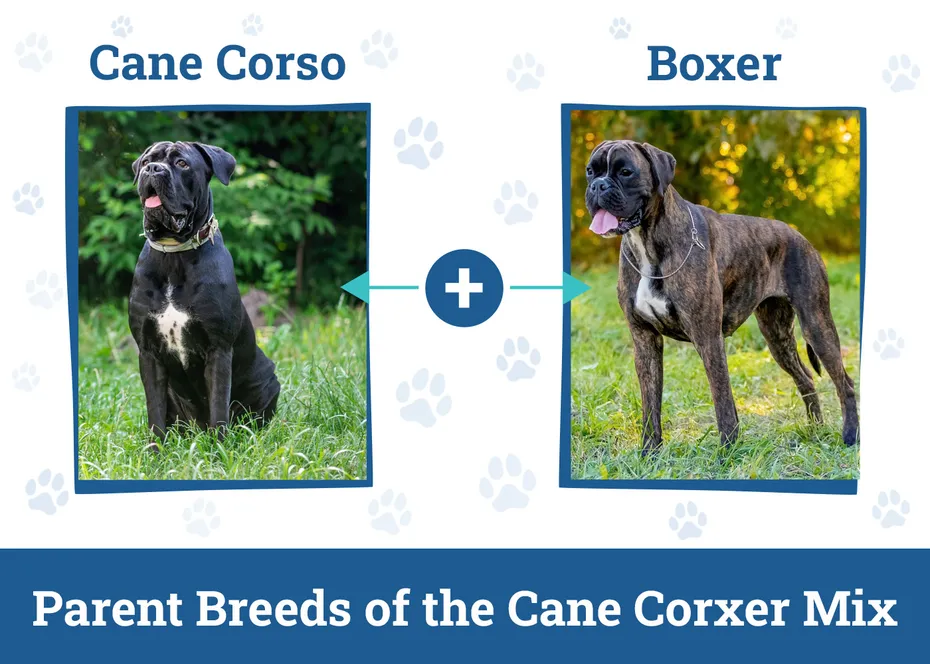 Parent Breeds of the Cane Corxer Mix