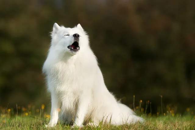 Why Do Dogs Howl or Sing? Vet-Verified Facts & FAQ