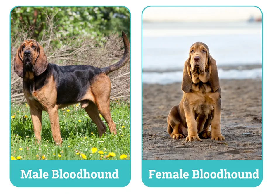Male vs. Female Bloodhounds Side By Side