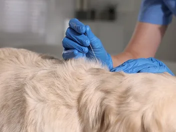 What Vets Say About Acupuncture as a Treatment for Dogs