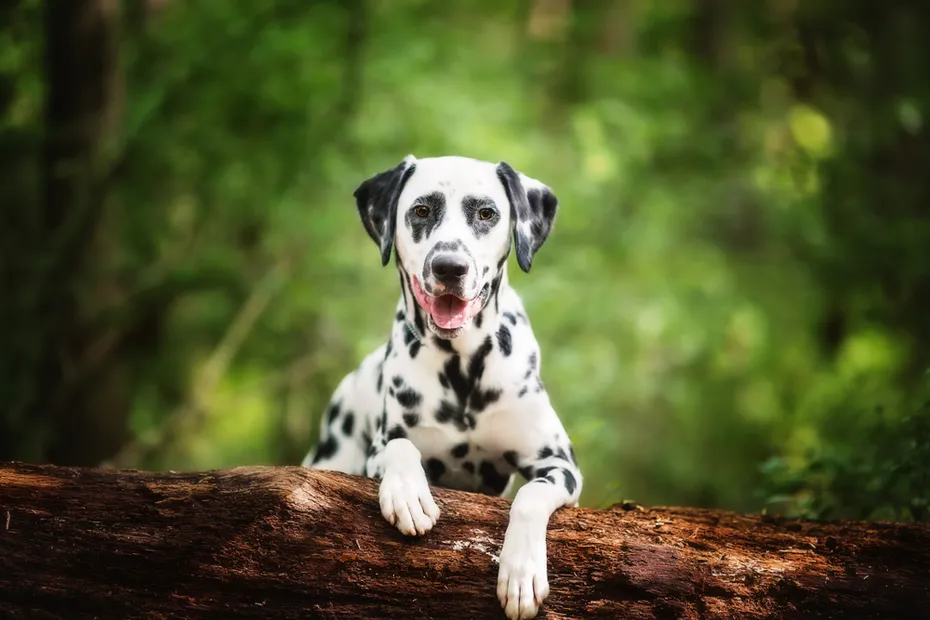 Dalmatian Sitting Outdoors in the Woods