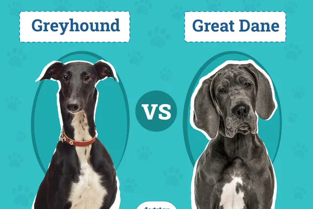 Greyhound vs Great Dane: Vet-Reviewed Differences (With Pictures)