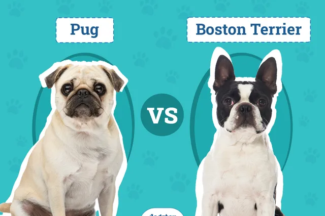 Pug vs Boston Terrier: The Differences (With Pictures)