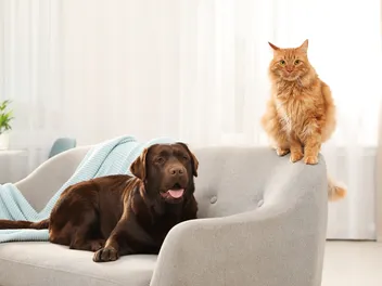 Can Cats Be Allergic to Dogs? Vet-Explained Info & How to Help