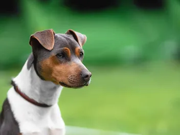 Brazilian Terrier Dog Breed: Info, Pictures, Care & Traits
