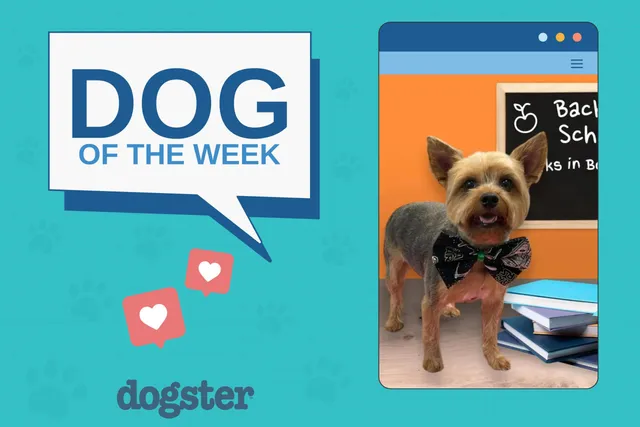 Dogster Photo Contest: Dogs of the Week Winners (November 13, 2025)