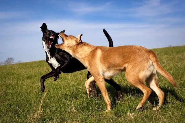 How to Break up a Dogfight Without Getting Hurt (3 Tips)