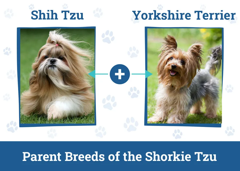 Parent Breeds of the Shorkie Tzu