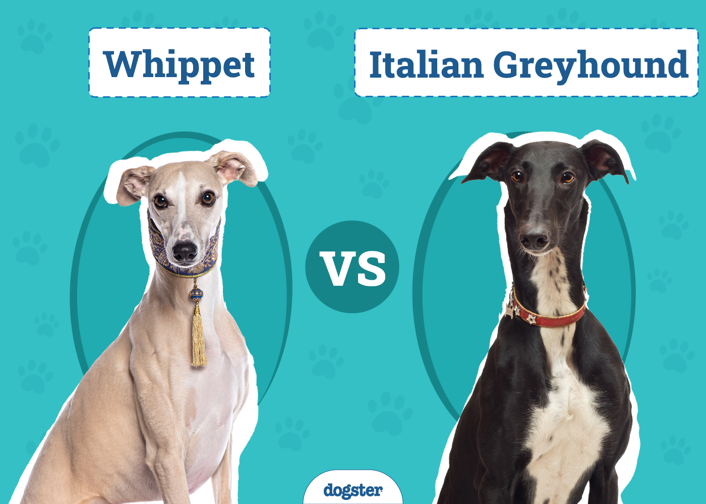 Whippet vs. Italian Greyhound