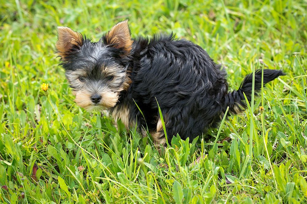 yorkie dog pooping on the grass