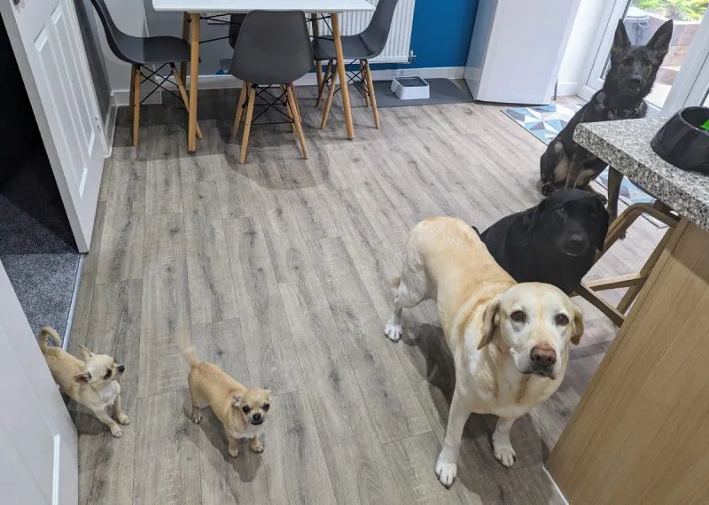 They do know when food is being prepared