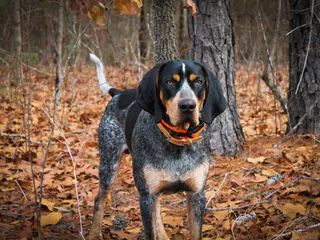 Bluetick Coonhound: Info, Pictures, Traits & Care