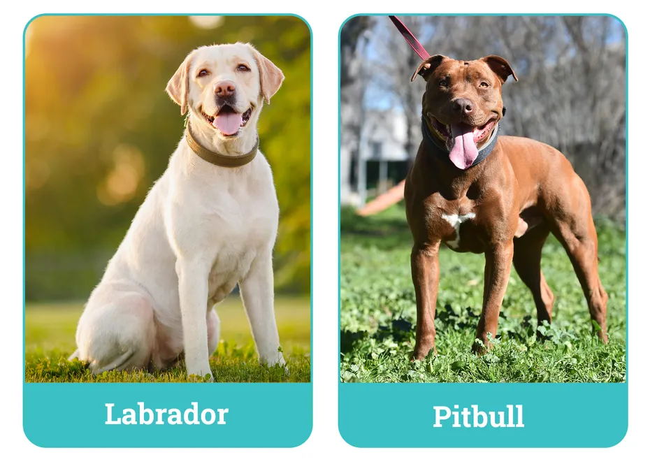 Labrador vs Pitbull