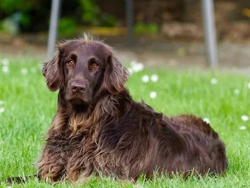 German Longhaired Pointer Dog Breed: Info, Pictures, Care & More