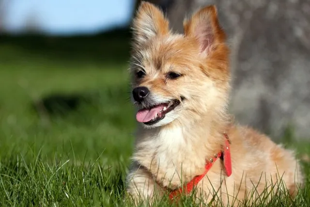 Yoranian (Yorkie & Pomeranian Mix): Info, Pictures, Care & More