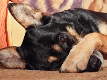 Why Do Dogs Cover Their Faces With Their Paws? 6 Common Reasons