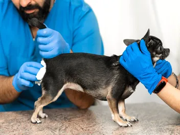 How to Help a Dog Express Their Anal Glands Naturally: 7 Vet-Approved Options