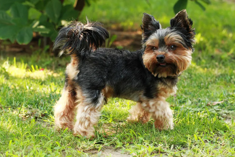 Yorkshire Terrier dog standing outdoor