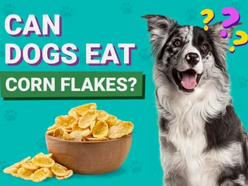 Can Dogs Eat Corn Flakes? Vet-Approved Advice & Precautions