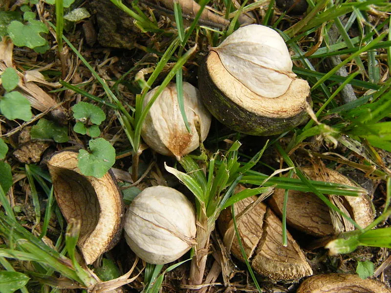 Hickory_nuts