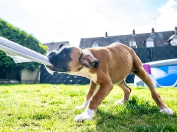How to Stop a Dog From Tugging on Clothing: 6 Easy Tips