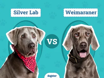 Silver Lab vs. Weimaraner: Differences Explained (With Pictures)