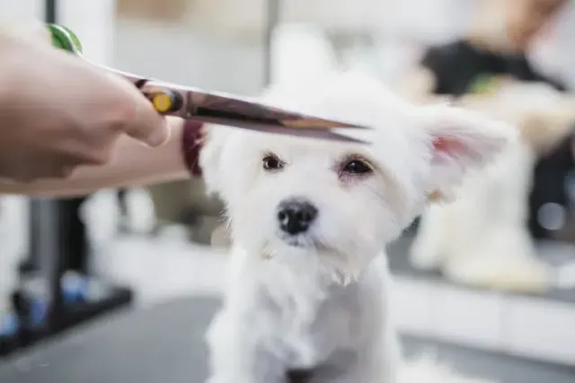 15 Awesome Maltese Haircuts and Hairdos (With Pictures & Grooming Tips)