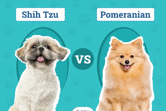 Shih Tzu Vs Pomeranian: The Differences (With Pictures)