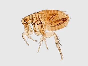 How to Prevent Fleas on Dogs: 15 Most Effective Vet-Approved Methods