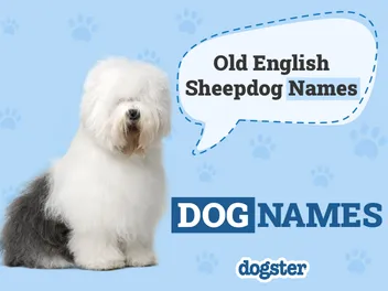 250 Popular & Unique Old English Sheepdog Names