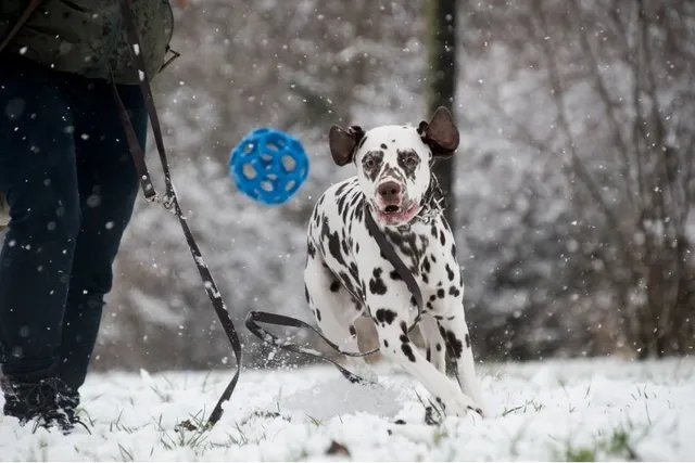 8 Amazing Dog Winter Sports & Activities to Try (2026 Guide)