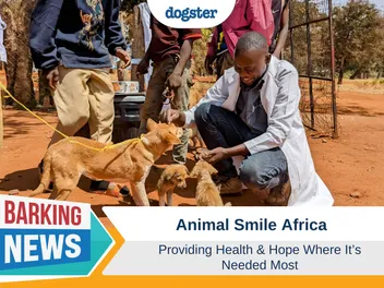 Animal Smile Africa: Providing Health and Hope Where It’s Needed Most