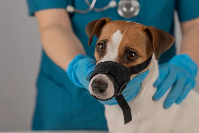 Why Do Some Dogs Need to Be Muzzled at the Vet? Vet-Verified Reasons & Guide