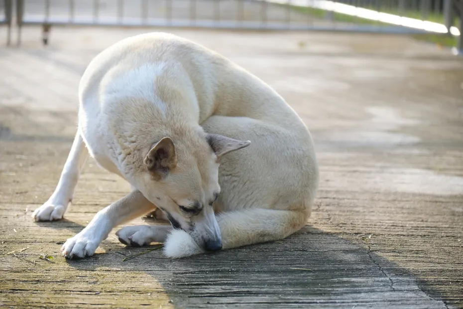 brown dog is biting his tail