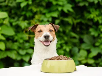 10 Best Soft Dry Dog Foods in 2026 - Reviews & Top Picks