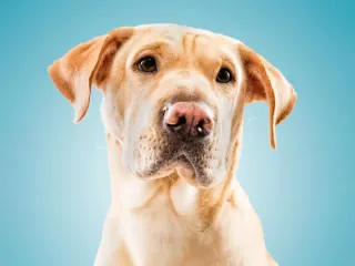 Shar Pei Lab Mix: Info, Pictures, Care & Traits